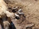 Mangalica Election Pigs&quot; --&gt; &quot;Mangalica Election Pigs