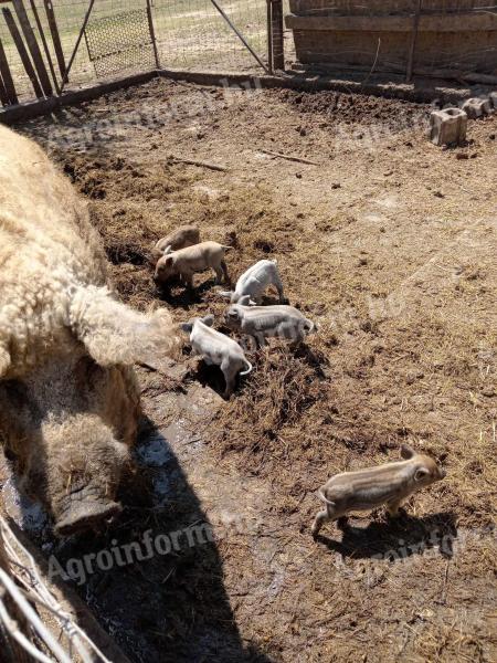 Mangalica volebné prasatá&quot; --&gt; &quot;Mangalica volebné prasatá