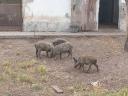 Mangalica-Wahlschweine“ --&gt; „Mangalica-Wahlschweine