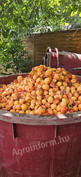 Gönc-Pfirsiche aus einem geschützten Herkunftsgebiet stehen zum Verkauf