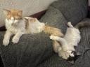 Maine Coon kittens are looking for an owner