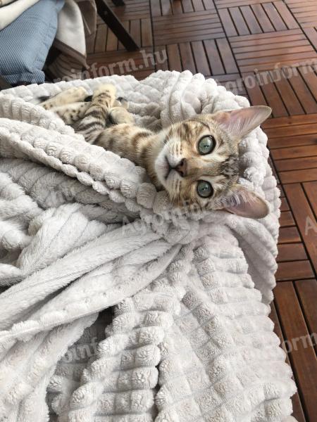 Bengal cat