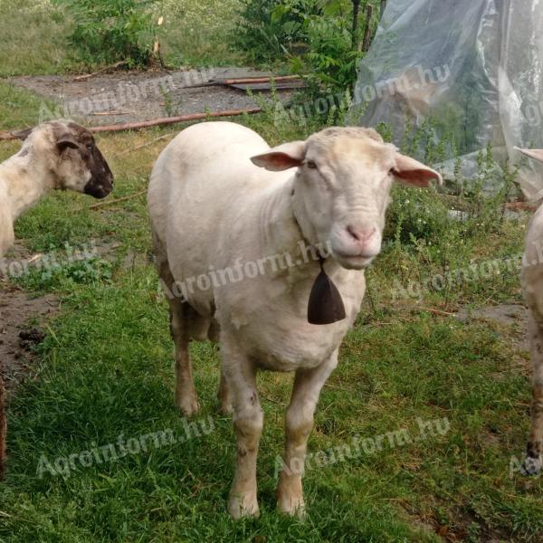 110-120 kg active merino ram for sale in Kiskunfélegyháza, between 2-3 years old, self-raised