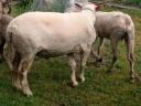 110-120 kg active merino ram for sale in Kiskunfélegyháza, between 2-3 years old, self-raised