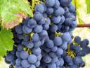 Wine grapes