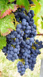 Wine grapes