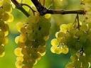 Wine grapes