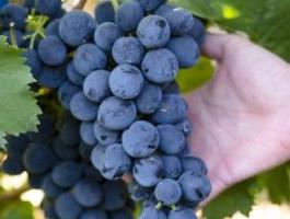 Pinot Noir szőlő eladó