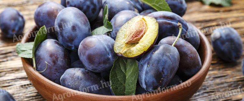 Chemical-free plums for sale
