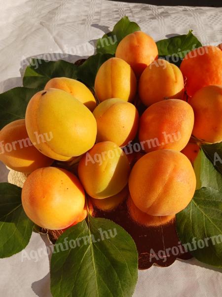 Apricot