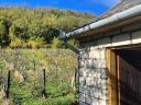 Private garden vineyard for sale in Zalaszentgrót