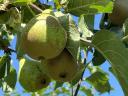 Privater Gartenweinberg zum Verkauf in Zalaszentgrót