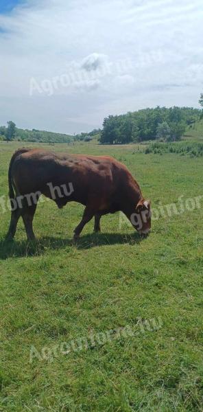 Breeding bull for sale