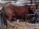 Breeding bull for sale