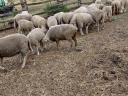 Schafe zu verkaufen