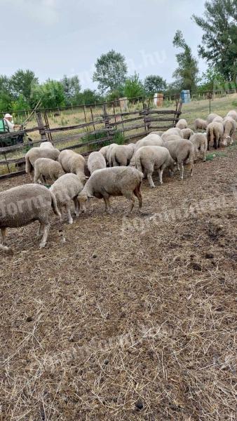 Sheep for sale