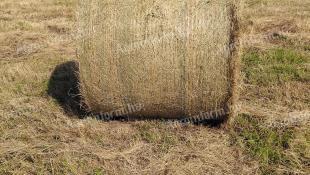 100 round bales of wild tobacco for sale