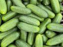 Pickling cucumbers are available