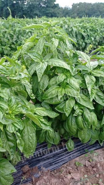 Basil for sale