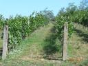 Alsónana Vineyard