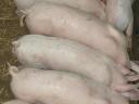 10 8-week-old piglets for sale