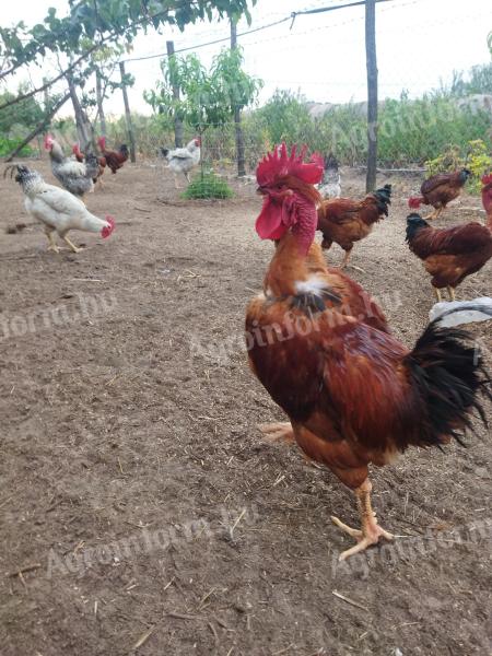 Farm roosters for sale