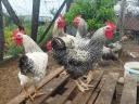 Farm roosters for sale
