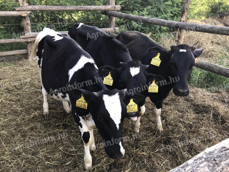 Holstein Friesian heifers
