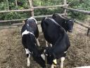 Holstein Friesian heifers