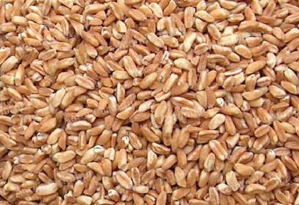 Pšenica na prodaju