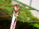 Scaryface je svestrano sredstvo za odvraćanje ptica koje se može koristiti u malim vrtovima, terasama i balkonima