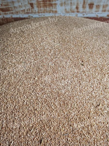 Čerstvě sklizená pšenice na prodej v Bokodu