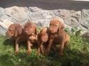 Hungarian Vizsla puppies