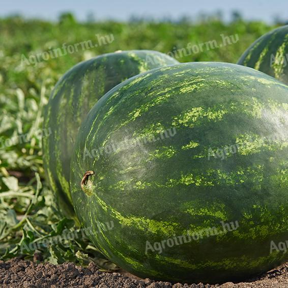 Wassermelone zum Verkauf bei einem Produzenten