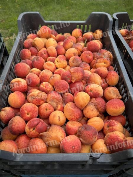 Aprikosenpüree zu verkaufen
