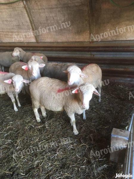 Young Hungarian merino ewe