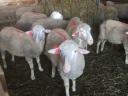 Young Hungarian merino ewe