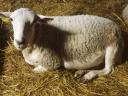 Jatočné ovce na predaj