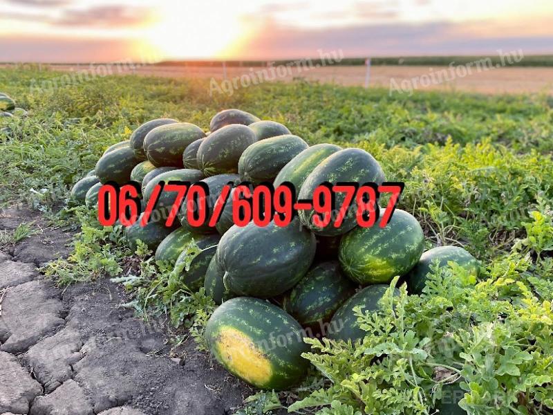 Na predaj od pestovateľa vodných melónov, z jeho pozemku