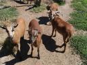 Soay sheep for sale