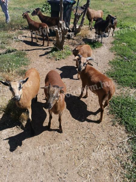 Soay sheep for sale