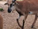 Soay sheep for sale