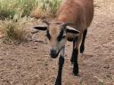 Soay sheep for sale