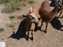 Soay sheep for sale