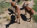 Soay sheep for sale