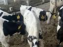27 HF bull calves for sale