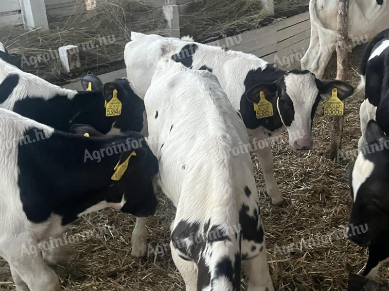 27 HF bull calves for sale
