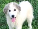 Pyrenean Mountain Dog puppies