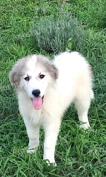 Pyrenean Mountain Dog puppies