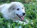 Pyrenean Mountain Dog puppies